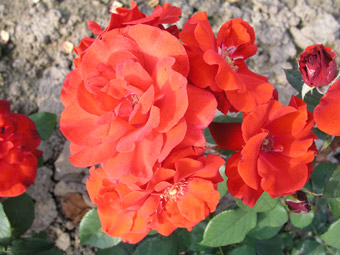 alamein-1.jpg